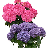 Гортензия Нунки P12