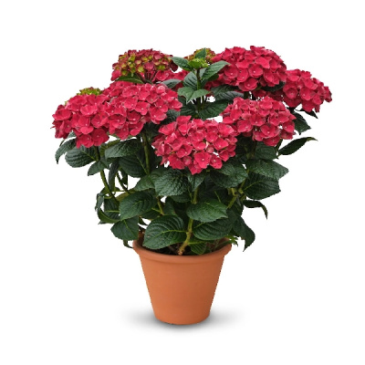 Гортензия Рана P12