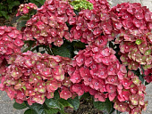 Гортензия  Ребелион Чоко Лов P12