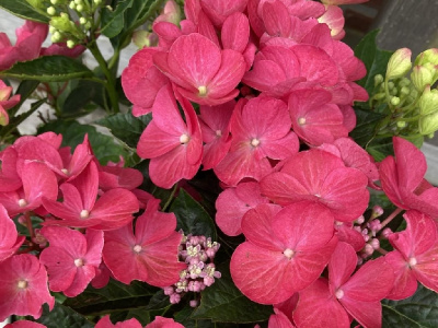 Гортензия Ребелион Дарк Пинк Лов P12