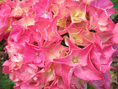 Гортензия  Ребелион Пинк Лов P12