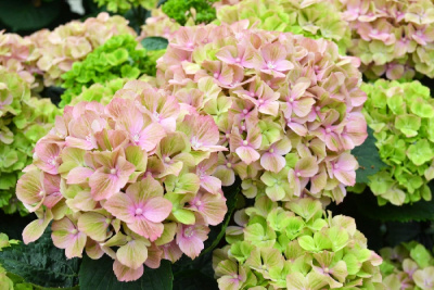 Гортензия Рембрандт Белла Пеше P12