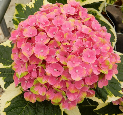 Гортензия Мэджикал Шоутайм P12