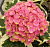 Гортензия  Мэджикал Шоутайм P12