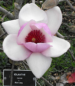 Магнолия Иоланте C2