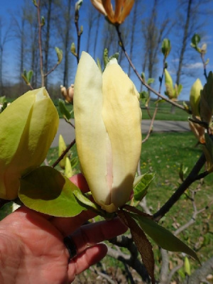 Магнолия Лаймлайт C2