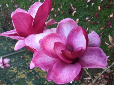 Магнолия Старберст C2