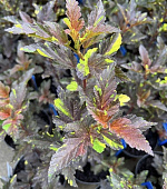 Пузыреплодник Саламандра C1.5