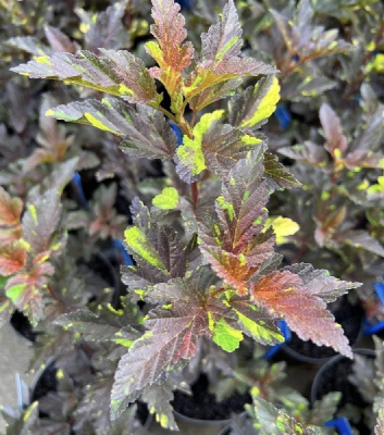 Пузыреплодник Саламандра C1.5