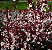 Слива цистена  C1.5