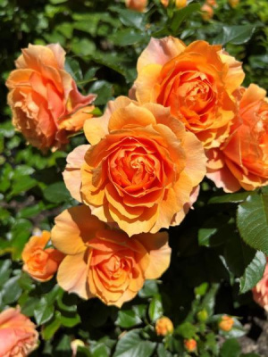 Роза «Какая она красивая!» P12