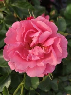 Роза «Какая она драгоценная!» P12