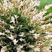 Ива Хакуро Нишики C5 штамб 130