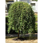 Ива Пендула C5 штамб 120