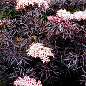 Бузина чёрная Блэк Лэйс C2