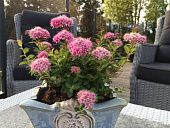 Спирея Одесса C2