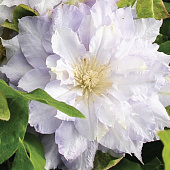 Клематис Хальцедони, C2 C2