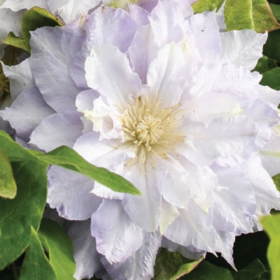 Клематис Хальцедони, C2 C2