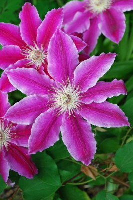 Клематис Док. Руппел C2