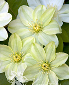 Клематис Джернсей Крем C2