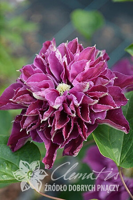 Клематис Хот Лов, C2