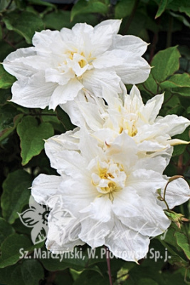 Клематис Исаго C2