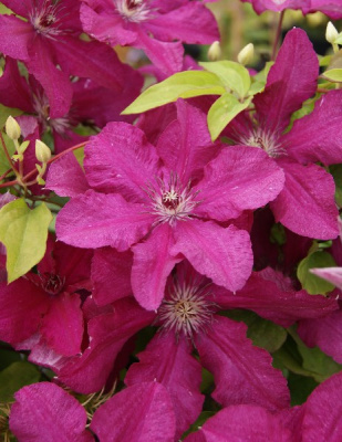 Клематис Кардинал Вышински C2