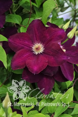 Клематис Мазовше Волкано C2