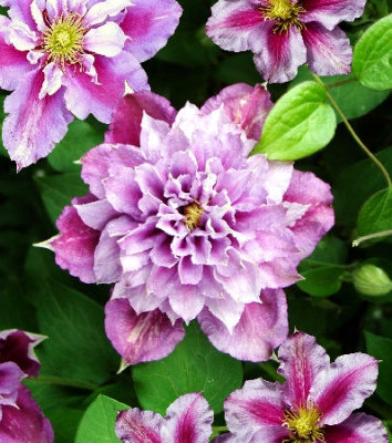 Клематис Пиилу P9