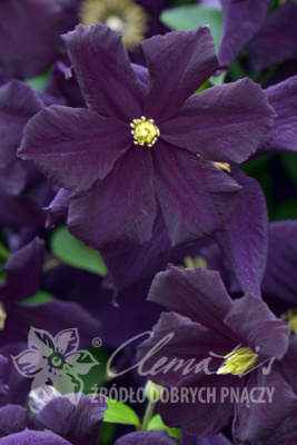 Клематис Романтика C2