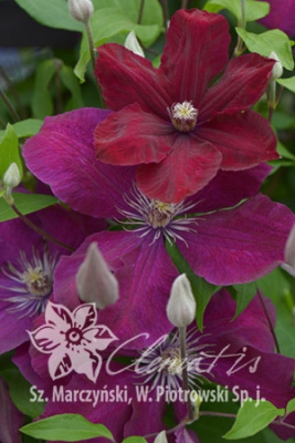 Клематис Руж Кардинал C2