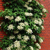 Гортензия вьющаяся черешковая C2