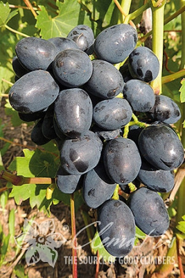 Виноград Антрацит P9