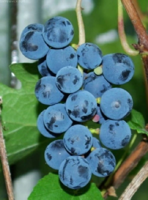 Виноград Хасанский сладкий P9