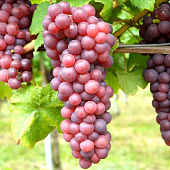 Виноград Русский Конкорд P9