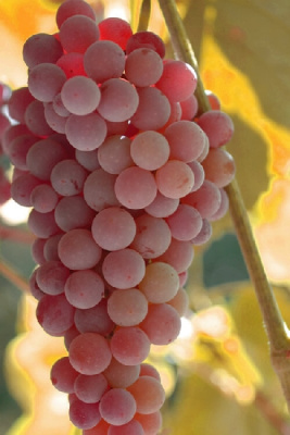 Виноград Рилайнс P9