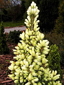 Ель канадская Коника Майголд C1.5