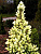 Ель канадская Коника Майголд C1.5