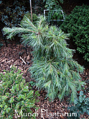 Сосна веймутовая Ниагара Фоллс 30-40см  с комом