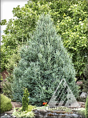 Лиственница американская Дебора Ваксман C3 25-30cm