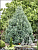 Лиственница американская Дебора Ваксман C3 25-30cm