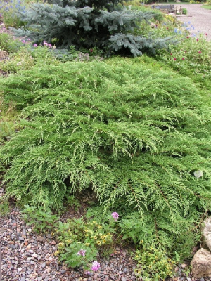 Микробиота перекрестнопарная видовая норма C3 30-40cm