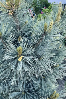 Сосна гибкая Цессарини Блю C4 25-30cm