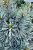 Сосна гибкая Цессарини Блю C4 25-30cm