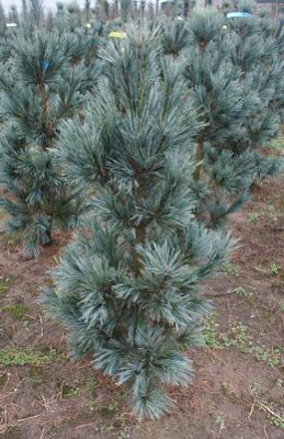 Сосна гибкая Вандервольфс Пирамид C3 30-40cm