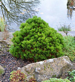 Сосна белокорая Шмидта C5 25-30cm