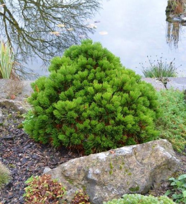 Сосна белокорая Шмидта C5 25-30cm