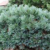 Сосна веймутовая Мэри Батлер C4 20-25cm