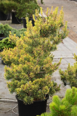 Сосна обыкновенная КБН Голд C10 40-50cm