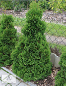 Туя западная Мики C3 30-40cm